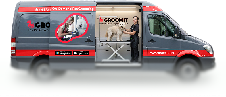 Freshly groomed pets in Chicago