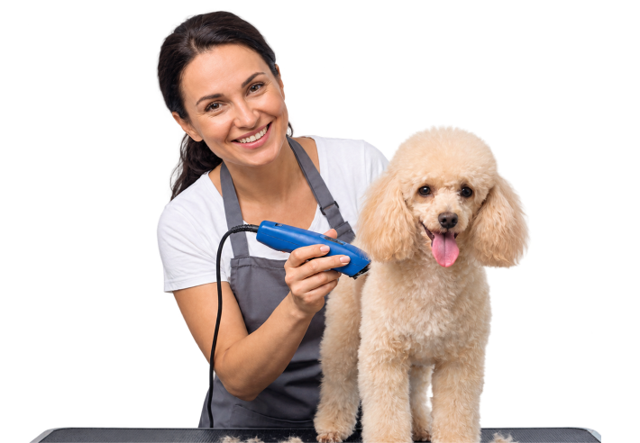 Freshly groomed pets in Chicago