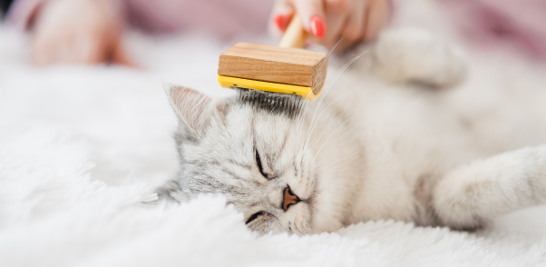 Top Cat Grooming Services and Cat Groomers in Middlesex