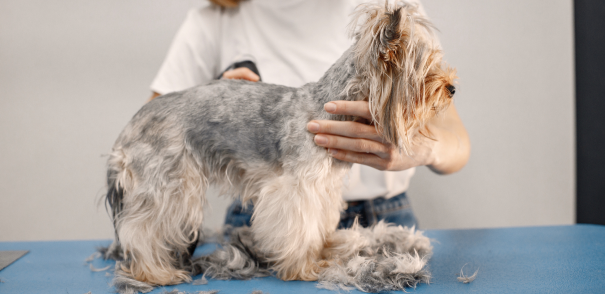 Professional Dog Grooming and Experienced Dog Groomers in Davis