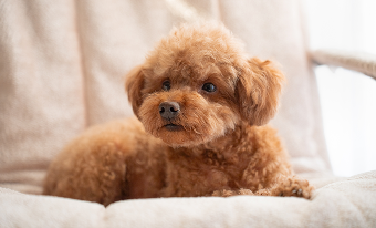 Dog resting