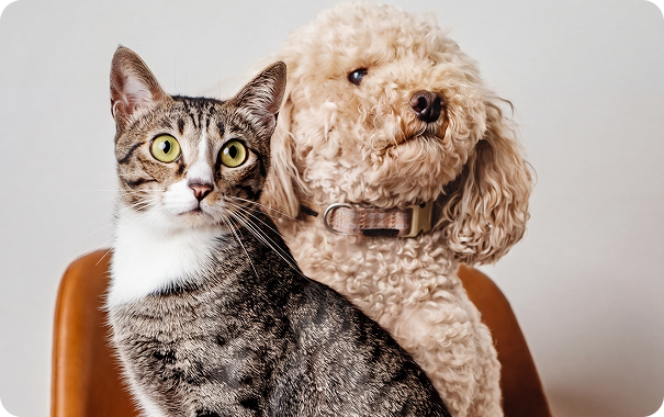 Cat Dog
